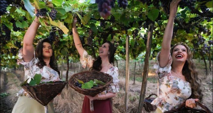 A Vindima celebra o resultado de um ano inteiro de trabalho no campo e refor�a a identidade de Garibaldi como Capital Brasileira do Espumante