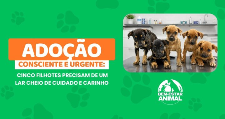  Ado��o consciente e urgente: cinco filhotes precisam de um lar