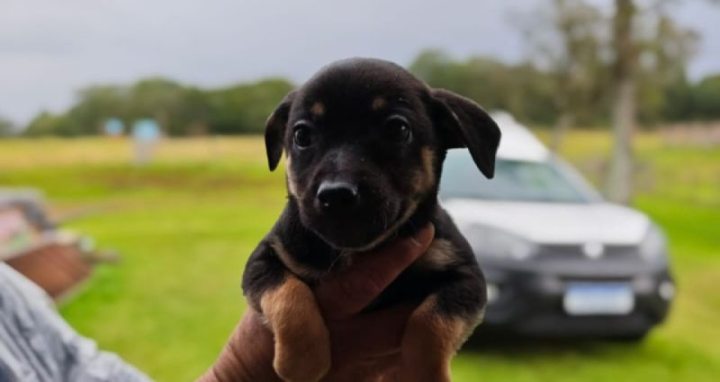 Garibaldi - Prefeitura - Secretaria Municipal de Meio Ambiente e Bem Estar Animal -  Caf� procura um lar cheio de amor e cuidado