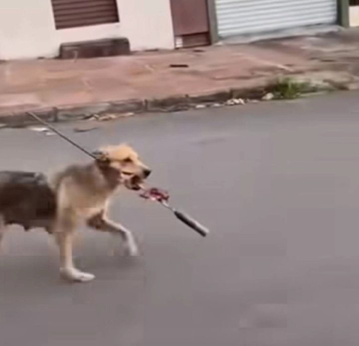 Churrasco � " roubado " pelo cachorro em Uruguaiana, RS 