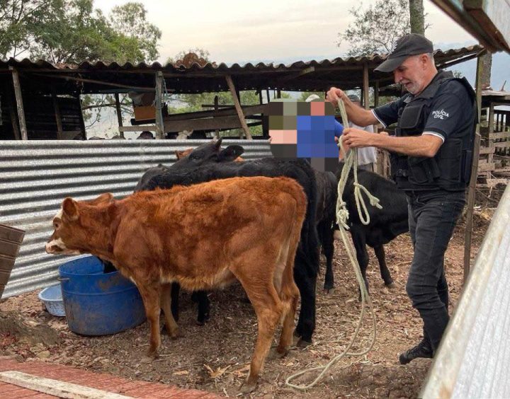 Pol�cia Civil de Garibaldi recupera gado furtado em Boa Vista do Sul