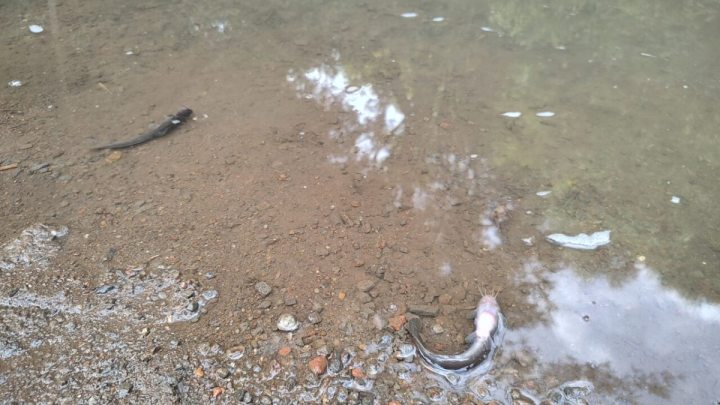 Possível contaminação de rio e morte de animais assusta moradores de Vila Rica, em Barão