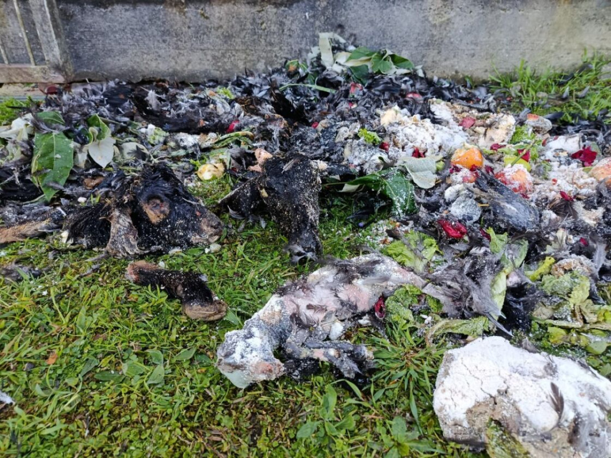 " Ritual Religioso "  em Farroupilha 