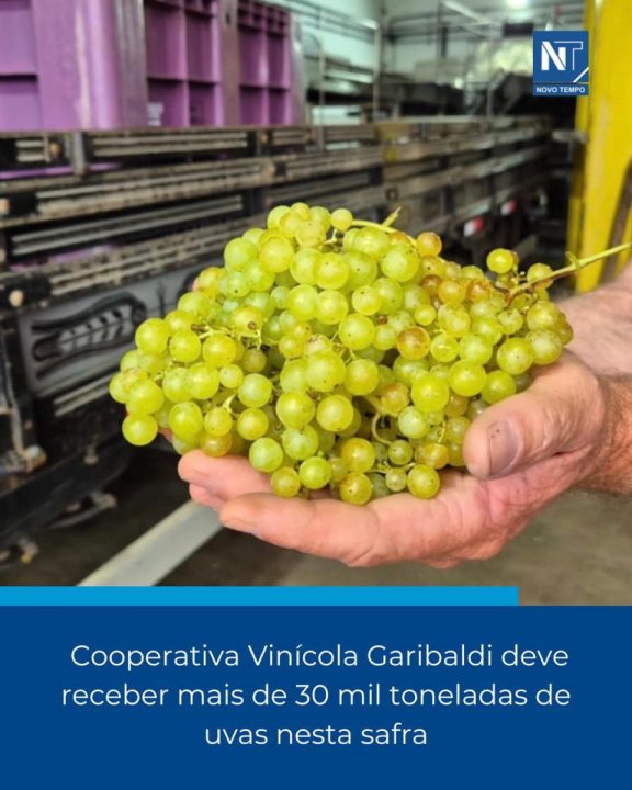 SAFRA DA UVA NA VIN�COLA GARIBALDI 